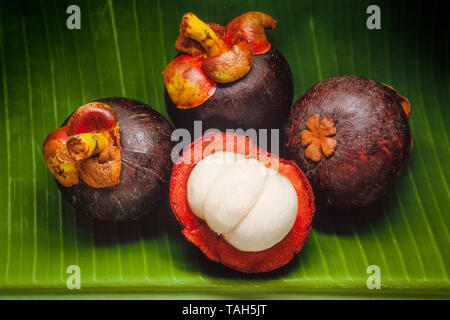 Mangostan Frucht (Garcinia mangostana Manggis), Malaysia, in Fleisch und Haut Stockfoto