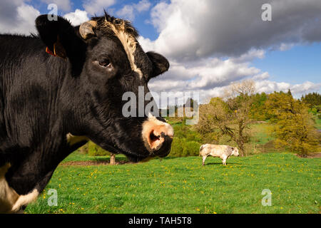 Zwei Kühe auf der Wiese Stockfoto
