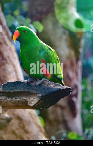 Smaragdgrün männlichen Electus Papagei. Stockfoto