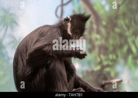 Francois langur affe affe aus China und Vietnam portrait Stockfoto