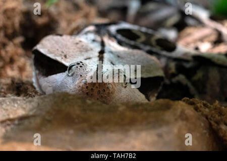 West African aus Okumen Viper snake Nahaufnahme Stockfoto