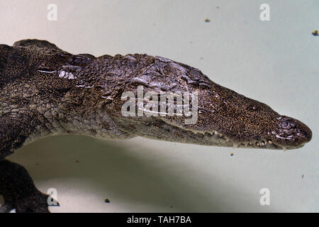 West African crocodile Nahaufnahme Stockfoto