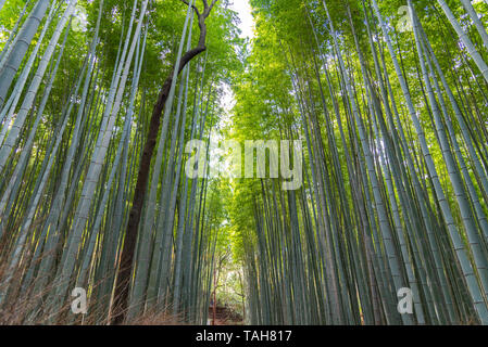 Arashiyama Bamboo Grove Zen Garten, einem natürlichen Wald von Bambus in Arashiyama, Kyoto, Japan Stockfoto