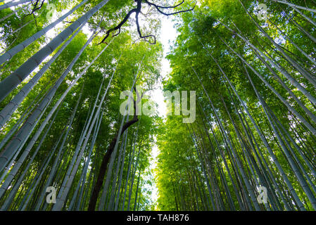 Arashiyama Bamboo Grove Zen Garten, einem natürlichen Wald von Bambus in Arashiyama, Kyoto, Japan Stockfoto