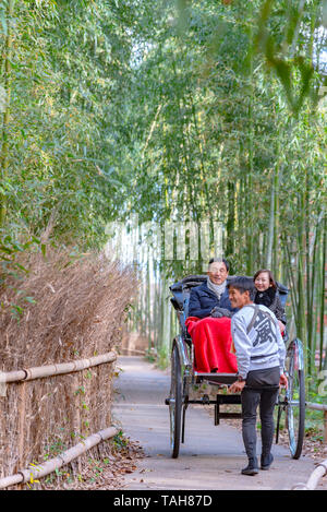 Zog Rikscha reiten Touristen durch einen Bambuswald Pfad in Arashiyama, Kyoto, Japan Stockfoto