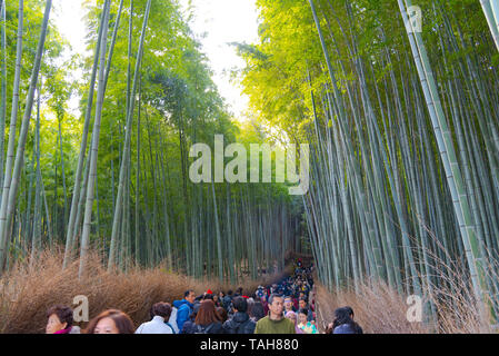 Touristen zu Fuß durch Arashiyama Bamboo Grove Zen Garten, einem natürlichen Wald von Bambus in Arashiyama, Kyoto, Japan Stockfoto