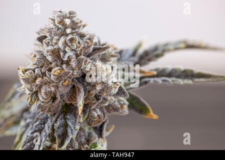Organische Cannabis Blüte Knospe closeup Makro Kräutermedizin Stockfoto