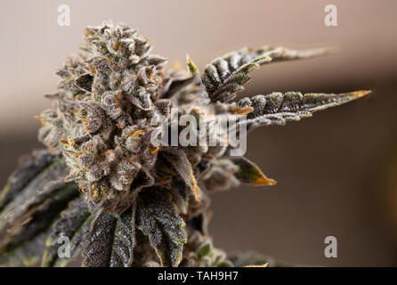 Nug Bud Marihuana Cannabis Konzept in der Nähe Makro Detail Anlage Trichome rote Haare grüne Blatt Stockfoto