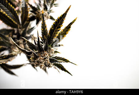 Chronische Cannabis marihuana Bud Top der Anlage Weiß isoliert Hintergrund die Titelerstellung Platz kopieren Stockfoto
