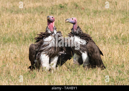 Ein Paar Aasgeier auf dem Boden in der Masai Mara, Kenia Stockfoto