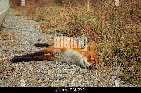 Tot Fuchs am Rande der Straße Stockfoto