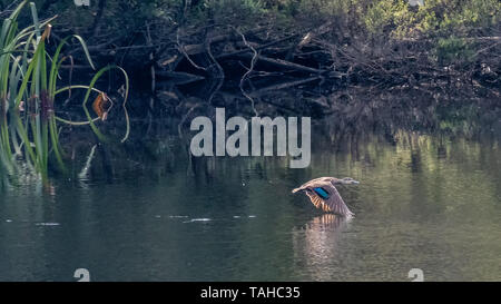 Pacific Black Duck (Anas superciliosa), Fliegende Stockfoto