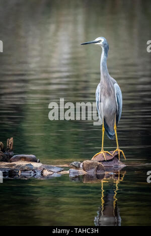 White-faced Heron, (Egretta novahollandiae), Tasmanien Stockfoto