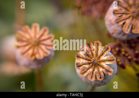 Mohn Knospen von oben Hintergrund aus einem Feld gesehen Stockfoto