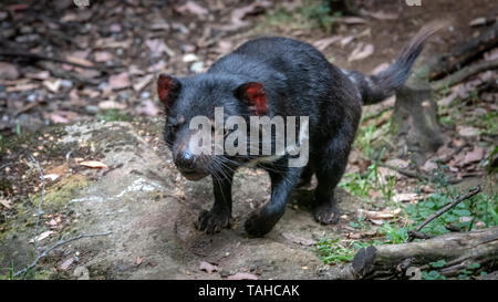 Tasmanische Teufel, Cradle Mountain, Tasmanien, Australien Stockfoto