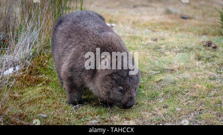 Wombat am Cradle Mountain National Park, Tasmanien, Australien Stockfoto