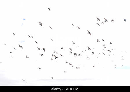 Eine Herde von Tauben fliegen in den Himmel. Blauer Himmel mit Wolken. Dynamische Tauben fliegen in der Stadt Stockfoto