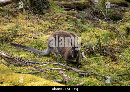 Tasmanian Pademelon im Wald Stockfoto