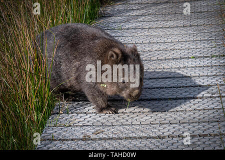 Wombat am Cradle Mountain National Park, Tasmanien, Australien Stockfoto