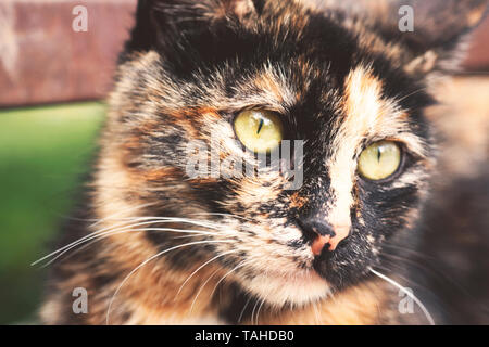 Nahaufnahme der inländischen Tabby cat Stockfoto