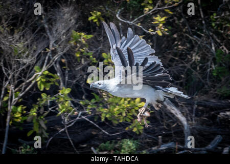 (Haliaeetus leucogaster Sea-Eagle), mit Fisch Stockfoto