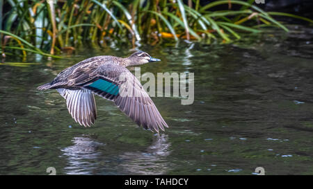 Pacific Black Duck (Anas superciliosa), Fliegende Stockfoto