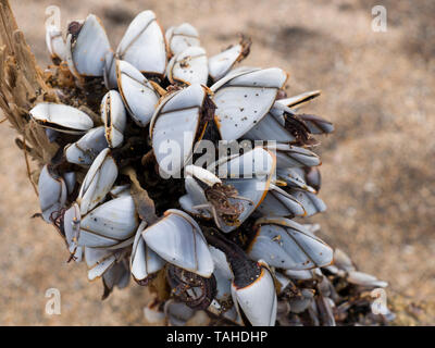 Gans Rankenfußkrebse, Lepas anatifera, gewaschen, bis auf einem Strand in Cornwall, Großbritannien Stockfoto