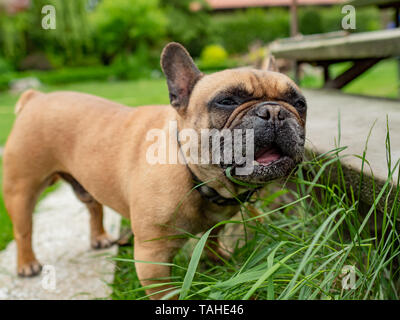 Französische Bulldogge essen Gras im Garten, natürliche Verdauung Gesundheit Ernährungsgewohnheiten. Stockfoto