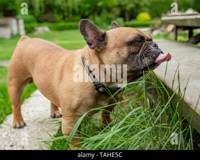 Französische Bulldogge essen Gras im Garten, natürliche Verdauung Gesundheit Ernährungsgewohnheiten. Stockfoto