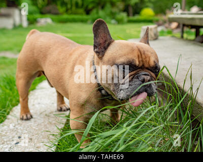 Französische Bulldogge essen Gras im Garten, natürliche Verdauung Gesundheit Ernährungsgewohnheiten. Stockfoto