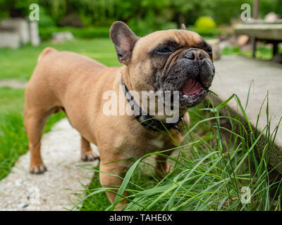 Französische Bulldogge essen Gras im Garten, natürliche Verdauung Gesundheit Ernährungsgewohnheiten. Stockfoto