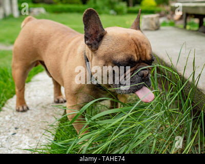 Französische Bulldogge essen Gras im Garten, natürliche Verdauung Gesundheit Ernährungsgewohnheiten. Stockfoto