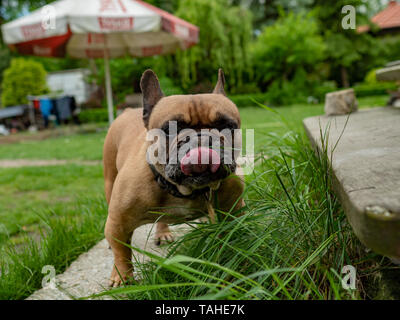 Französische Bulldogge essen Gras im Garten, natürliche Verdauung Gesundheit Ernährungsgewohnheiten. Stockfoto