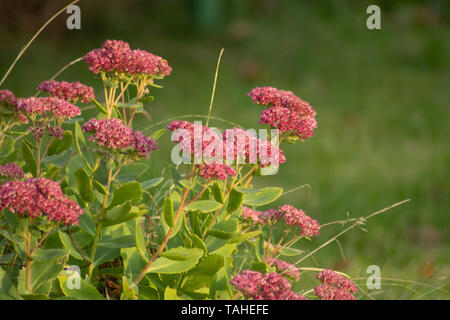 Orpine Blume Stockfoto