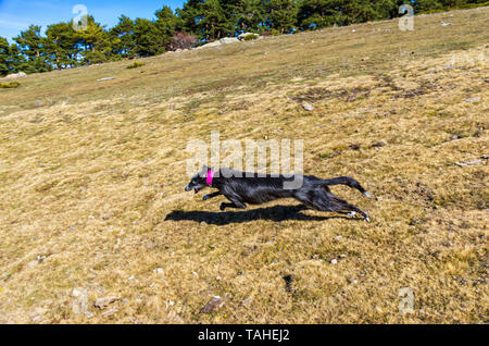 Schwarzer Windhund mit rosa Halskette mit voller Drehzahl läuft über die Wiese Stockfoto