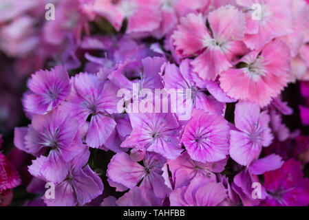 Dianthus barbatus, sweet William rosa Blumen Makro selektiven Fokus Stockfoto