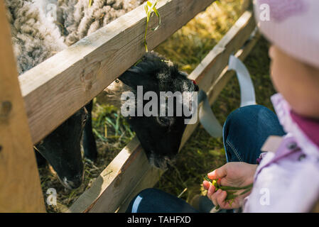 Das Mädchen zieht die Schafe mit Gras. In den Händen halten, ein Bündel von grünem Gras. Heimtiernahrung. Schafe auf dem Bauernhof Stockfoto