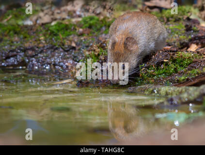 Durstig Bank vole Trinkwasser an den Wald Teich Stockfoto