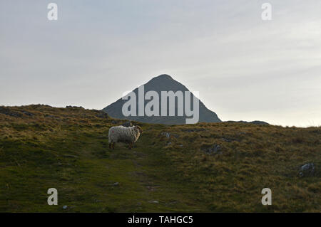 Einsame Schafe auf dem Weg zum Gipfel des Bergs Cnicht Snowdonia Stockfoto