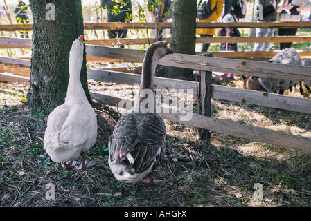 Gänse auf einen Spaziergang auf der Farm. Die Landschaft oder den Zoo. Zucht Gänse. Graue und weiße Gans hinter einer Holzwand Stockfoto