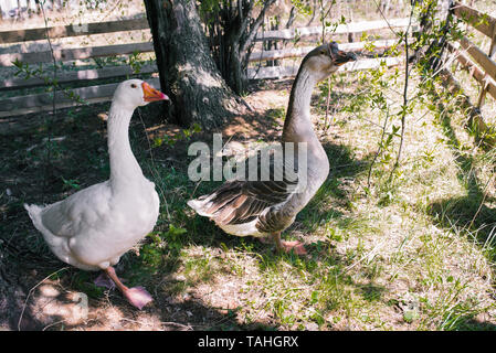 Graue und weiße Gans sind zu Fuß in den Wäldern. Die helle Sonne in den Wald. Die Landwirtschaft. Geflügel Vögel. Ländlicher Tourismus Stockfoto