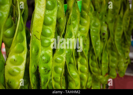 Parkia speciosa, bittere Bohne, twisted Cluster Bean, oder stinken Bean. Beliebte asiatische kulinarische Zutat Stockfoto