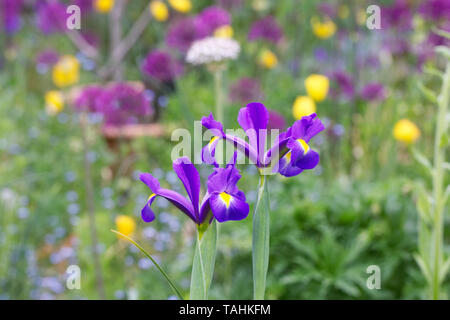 Iris hollandica blüht in einem Hüttengarten. Stockfoto