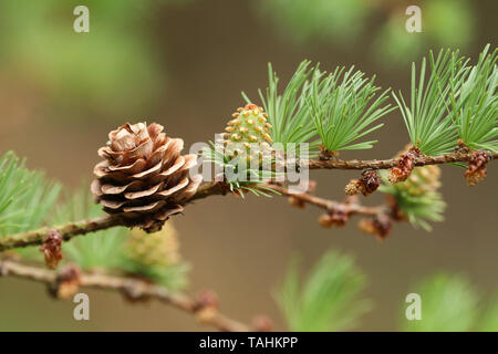 Eine hübsche Filiale einer Lärche, Baum, Europäischen, Larix decidua, wachsen im Wald im Vereinigten Königreich. Stockfoto