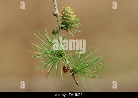 Eine hübsche Filiale einer Lärche, Baum, Europäischen, Larix decidua, wachsen im Wald im Vereinigten Königreich. Stockfoto