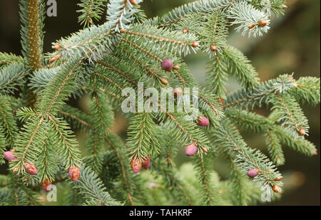 Eine hübsche Filiale einer Fichte, Baum, Sitka, Picea sitchensis, wachsen im Wald im Vereinigten Königreich. Stockfoto