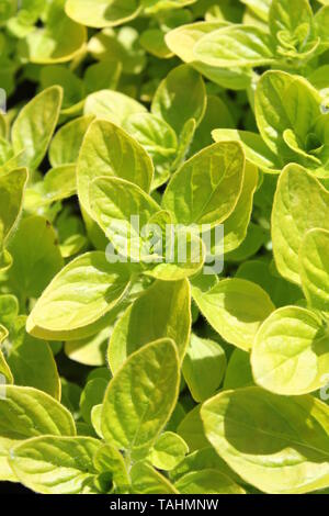 Lime Green mehrjähriger Majoran Stockfoto