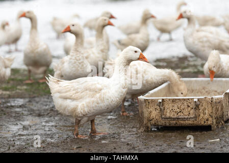 Viele weiße Gänse auf einem weißen Wiese im Winter bei Schnee Stockfoto