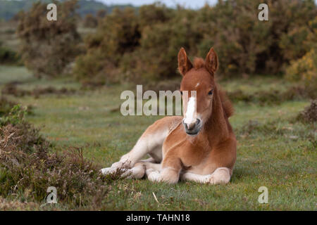 New Forest Fohlen legen Stockfoto