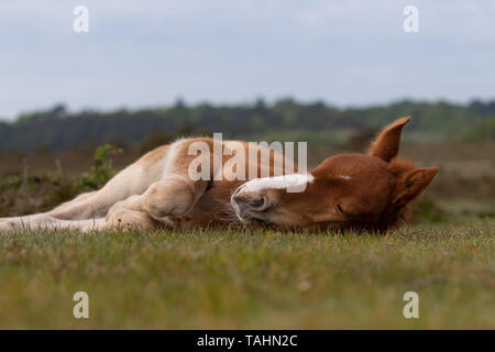 New Forest Fohlen legen Stockfoto